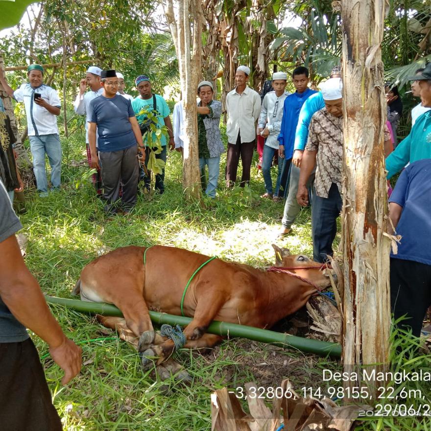 Penyembelihan Hewan Qurban Hari Raya Idul Adha 1444 H di Desa Mangkalawat tahun 2023